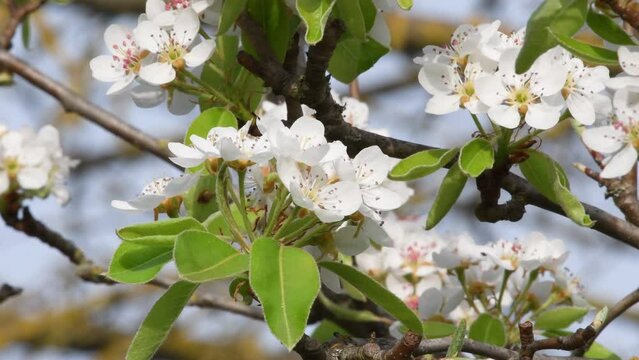 A bumblebee is pollinating white flowers on the pear tree in a natural garden in spring season