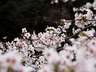 暗所に浮かぶ満開の桜の花