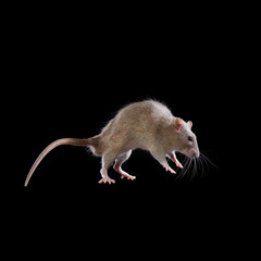 decorative rats jump. Rodents on a black background