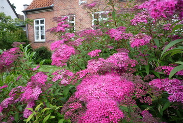 ピンクの花が咲く庭先