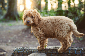 Cockapoo dog during the sunset