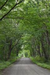 Fototapeta premium The road to the resort in summer, Sainte-Apolline, Québec, Canada
