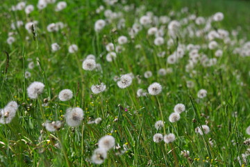 Fototapeta premium pusteblume