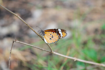 An orange butterfly perched on a branch 