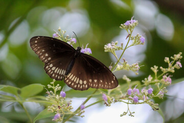 A black butterfly on some lavender flowers with open wings © purvijha