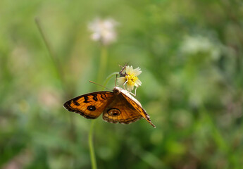 An orange butterfly perched on a white flower