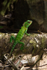 Naklejka na ściany i meble close up green lizard sits on a liana in the jungle on the black background