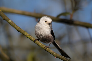 Long-tailed Tit sitting on a twig, Aegithalos caudatus, bird with white feathers and black tail, small European bird, fast and agile, looks like a small white ball