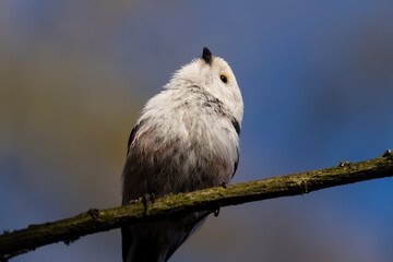 Long-tailed Tit sitting on a twig, Aegithalos caudatus, bird with white feathers and black tail, small European bird, fast and agile, looks like a small white ball