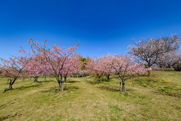 Fototapeta premium 河津桜公園