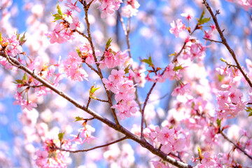 河津桜