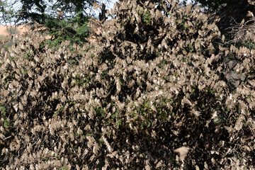 A flock of red-billed quelea in a tree