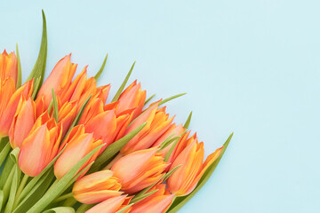 Bunch of bright orange tulips on a blue background. Mother's day, Valentines Day, Birthday concept