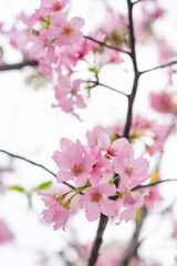 blooming cherry blossom in the morning at vertical composition