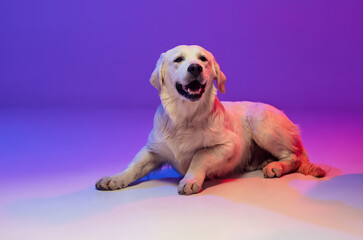 Portrait of beautiful golden retriever, purebred dog lying on floor isolated on purple background in neon. Concept of animal, pets