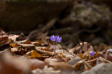 blue hepatica spring flowers