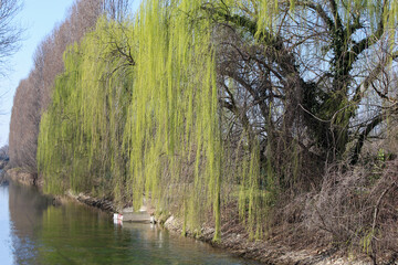 Fototapeta na wymiar Salice piangente Salix babylonica sulla sponda del fiume Martesana