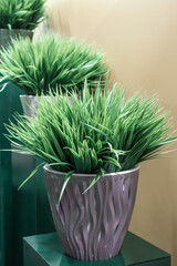 Indoor house plants on the podium in the interior in green tones. Home decor on a pedestal