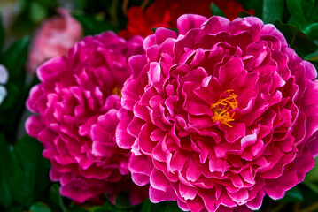 Obraz premium Close-up of two blooming big red peony flowers in fabric