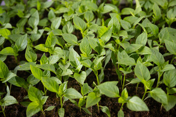 Young shoots of green agricultural plants