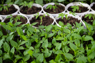 Young shoots of green agricultural plants