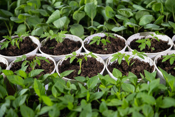 Young shoots of green agricultural plants