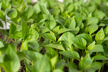 Young shoots of green agricultural plants