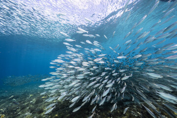 Seascape with Bait Ball, School of Fish, Mackerel fish in the coral reef of the Caribbean Sea, Curacao