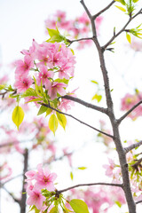 blooming cherry blossom in the morning at vertical composition