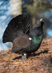 Vertical portrait of Western capercaillie male in the woodland (Tetrao urogallus)