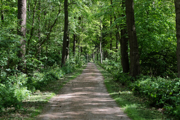 Fototapeta na wymiar Waldweg im Frühling mit grünen Blättern an den Bäumen