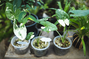 plant and flower in garden zone at coffee cafe, outdoor decoration with botanical plant and small tree design for summer about nature relaxation