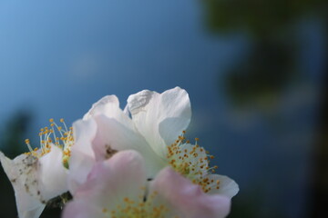 flowers tree freen trees leaves