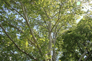flowers tree freen trees leaves