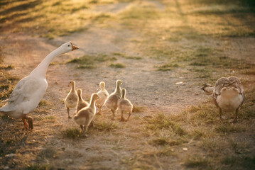 animal farm concept, flock of goose living in nature field of bird farming outdoor, white duck and flock of geese in agricultural concept