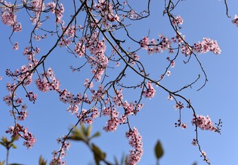 spring blossom