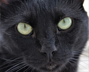 black cat portrait