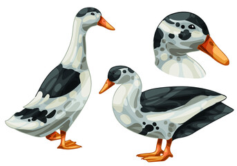 A set of hand drawn ducks The breed of Black and White magpie duck