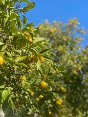 orange tree with fruits