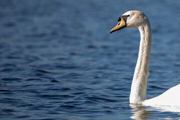 Swan