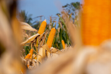 yellow dry ripe ear of maize corn crop on stalk in agricultural plantation ready for harvest,...