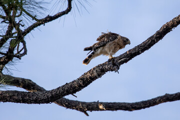 Fototapeta na wymiar Red-shouldered Hawk