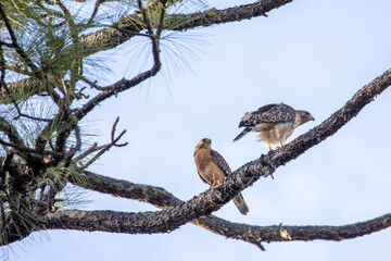 Fototapeta na wymiar Red-shouldered Hawk
