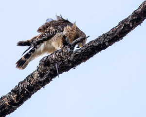 Red-shouldered Hawk
