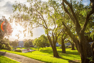 Tahaki Reserve, Auckland, New Zealand