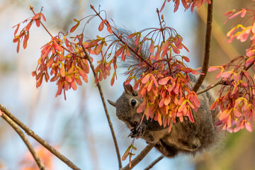 Squirel on a Maple Blossom