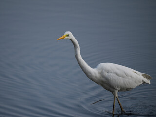 great white heron