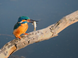kingfisher on a branch