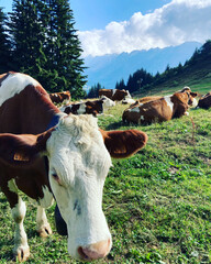 cows in the mountains