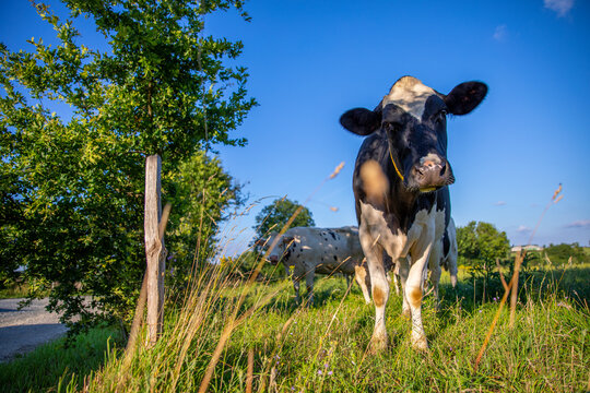 Vache laiti&egrave;re au milieu de la campagne et de l'herbe verte.